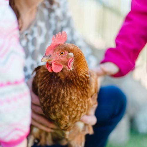 Zwei Mädchen spielen mit einem Huhn