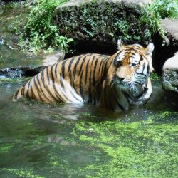 Tiger im Raubkatzenasyl Wallersdorf