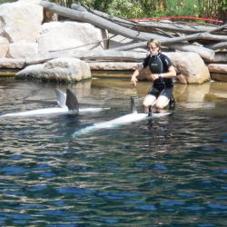 Delphinbecken im Tiergarten Nürnberg